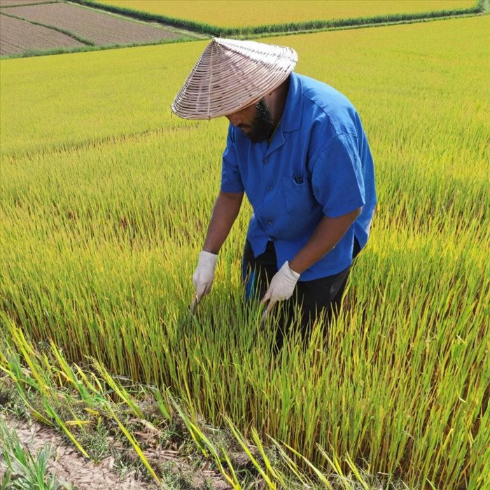 Produire de la Farine de Riz